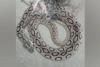 ৩ মরা বিড়ালের সঙ্গে খাটের নিচে রাসেল ভাইপার