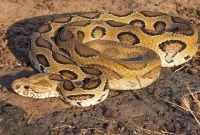 রাসেলস ভাইপারের কামড়ে মৃত্যু, এলাকায় আত্ঙ্ক