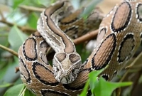 যেভাবে চিনবেন সাপটি রাসেলস ভাইপার কিনা? যা করণীয়