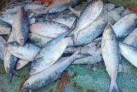 ধরা পড়ছে বড় বড় সাইজের ইলিশ, দূর হলো জেলেদের হতাশা