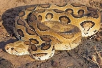 জানেন কেন এই সাপটির নাম হলো রাসেলস ভাইপার?