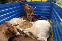 গরুসহ ট্রাক রেখে পালিয়েছে চোর