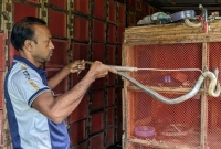 লন্ডভন্ড হয়ে গেছে রাজ্জাকের সাপের খামার লন্ডভন্ড হয়ে গেছে রাজ্জাকের সাপের খামার