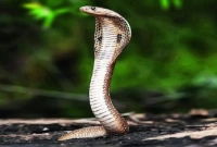 ছোবল খেয়ে টেঁটা দিয়ে মারলেন সাপ, মরলেন নিজেও