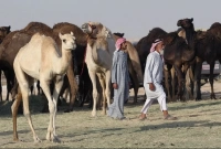 আরবের জন্য বিশাল এক খবর!