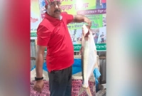 জেলের জালে ৭ কেজি ওজনের ঢাই মাছ