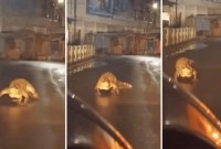 প্রবল বৃষ্টিতে রাস্তায় চলে এলো বিশাল কুমির, হতবাক সবাই