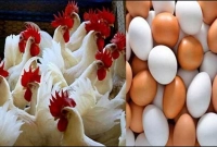 সুখবর রাজধানীর মুরগি ও ডিমের বাজারে