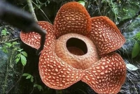 বিশ্বের সবচেয়ে বড় ফুলে রয়েছে পচা মাংসের মতো গন্ধ