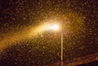 রাতে বাতির চারিদিকে পোকামাকড় উড়তে থাকে কেন, জানেন?