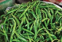 কেজি-প্রতি-৫০-থেকে-৬০-টাকা-কমেছে-কাঁচা-মরিচের-দাম