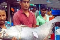 ২২ হাজার টাকা কেজি দরে বিক্রি হচ্ছে এই মাছ