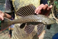 যেভাবে সাকার ফিশ খুলে দিতে পারে সম্ভাবনার নতুন দুয়ার