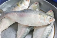 যারা ভুলেও খাবেন না ইলিশ মাছের এই অংশ!