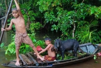 বন্যায় দুই লাখ গবাদিপশু মারা গেছে লক্ষ্মীপুরে