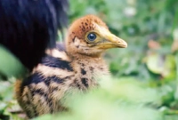 বিশ্বের সবচেয়ে বিপজ্জনক পাখির ছানার জন্ম যুক্তরাজ্যে