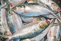 বাংলাদেশের রপ্তানি বন্ধ, ইলিশের জন্য ভারতে হাহাকার, দাম বড়েছে হু হু করে