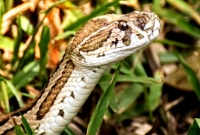 ৩টি ‘রাসেলস ভাইপার’ মিলল ধানেরখেতে, এলাকায় আতঙ্ক