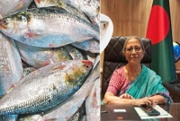 ভারত নয় ইলিশ খাবে বাংলাদেশিরা: মৎস্য উপদেষ্টা