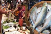 বাংলাদেশ ইলিশ রপ্তানি নিষিদ্ধ করায় ভারতীয়রা ব্যথায় কাতর!