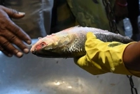 রপ্তানি বন্ধ, ভারতে এক কেজির ইলিশ ৩০০০ রুপিতে!