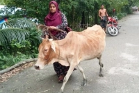  চিৎকার করছে গাভীটির ৪ মাসের বাচ্চা, কিস্তির টাকা না পেয়ে গাভীটি নিয়ে গেলেন এনজিওকর্মী