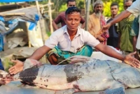 ৩৯ কেজি ওজনের বাঘাইড় ধরা পড়লো যমুনায়