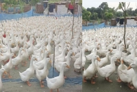 বেলজিয়াম হাঁস পালনে সফল ইসলাম আলী, এখন বছরে আয় কত জানেন