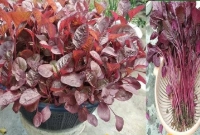 আপনি কী লাল শাক খান? তাহলে তাড়াতাড়ি যা জানা দরকার