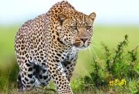 বাবাকে বাঁচাতে বাঘের সঙ্গে ১০ মিনিট লড়াই তিন সন্তানের, তারপর...