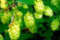 এটিই বিশ্বের সবচেয়ে দামি সবজি, কেজি কত জানেন?