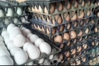 ডিমের-সরবরাহ-অনেক-বেশি-চাহিদার-চেয়ে--দাম-কমে-কত-হলো-জানেন-