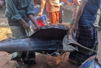 ৪৬ কেজি ওজনের পাখি মাছ বিক্রি হলো যত টাকায় ৪৬ কেজি ওজনের পাখি মাছ বিক্রি হলো যত টাকায়