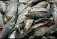 সরবরাহ-বাড়ায়-রাজধানীতে-আজ-হঠাৎ-ইলিশের-কেজি-কত-হলো-জানেন-