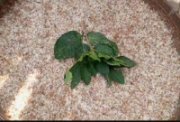 জানেন কত টাকা কেজিতে বিক্রি হচ্ছে পিঁপড়ার ডিম? 