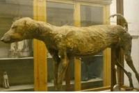 কবরে পাওয়া গেল ৩৫০০ বছরের পুরনো একটি কুকুরের মমি