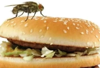 মাছি খাবার স্পর্শ করলে কী ঘটতে পারে জানলে অবাক হবেন