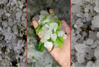 হঠাৎ-শিলাবৃষ্টিতে-ফসলের-ব্যাপক-ক্ষয়ক্ষতি