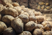 আলুর-কেজি-মাত্র-৯-টাকা