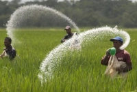 আওয়ামী-আমলে-নিয়োগ-পাওয়া-সব-সার-ডিলার-বাতিল