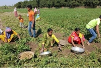 দারুণ-খুশি-আলু-চাষিরা