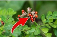 এই গাছের বীজ স্পর্শ করলে নিশ্চিত মৃত্যু, কোবরা সাপের চেয়েও বেশি বিষাক্ত!