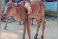 ৬ পা বিশিষ্ট বিরল প্রকৃতির বাছুরের জন্ম