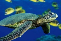 কচ্ছপ খেয়ে ৩ জনের মৃত্যু, অসুস্থ ৩২