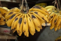 কলা দোকানে ঝুলিয়ে রাখা হয় যে কারণে