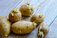 যারা ভুলেও খাবেন না অঙ্কুরিত আলু