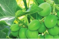 কোটিপতি হয়ে যান এই গাছ চাষ করে!