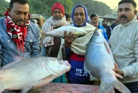 ২১ হাজার টাকায় বিক্রি হলো একটি কাতল মাছ 