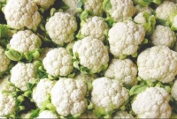 ১ টাকা কেজি দরে বিক্রি হচ্ছে ফুলকপি! কৃষকের মাথায় হাত