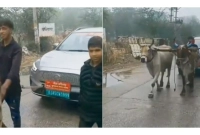 হঠাৎ মাঝপথে চার্জ শেষ, নেতার গাড়ি টানা হলো গরু দিয়ে!